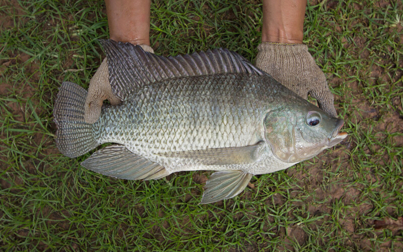 A farmed tilapia