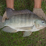 A farmed tilapia