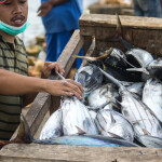 Yellowfin tuna fishers in West Papua, Indonesia