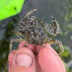 A European green crab