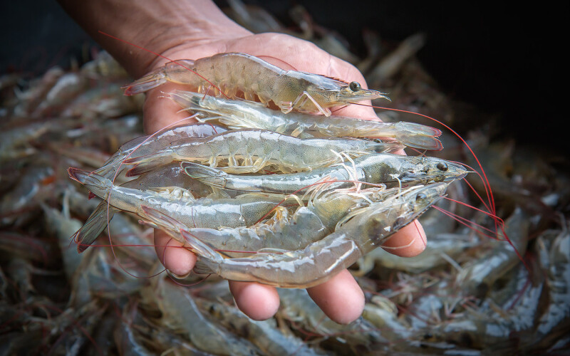 Shrimp