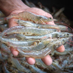 Shrimp