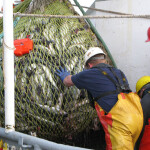 German fishermen dealing with a recent catch of saithe in the North Sea