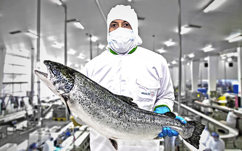 A Multi X employee holding a farmed salmon