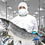 A Multi X employee holding a farmed salmon