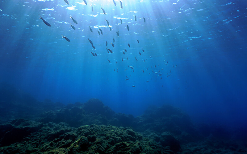 An underwater shot of fish swimming in the ocean