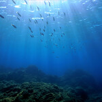 An underwater shot of fish swimming in the ocean