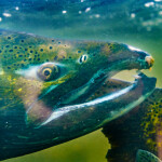 A salmon in Washington