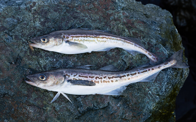 Two fresh pollock on a rock