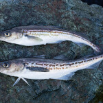 Two fresh pollock on a rock
