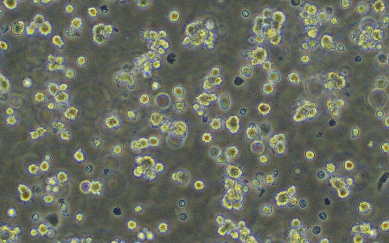 Cells derived from 100 percent egg-to-harvest bluefin tuna in suspension culture