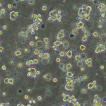 Cells derived from 100 percent egg-to-harvest bluefin tuna in suspension culture