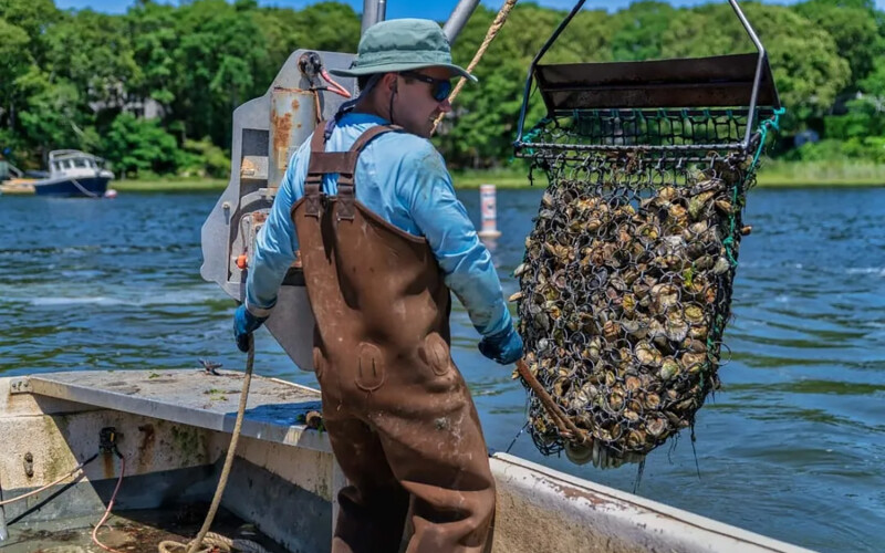 Cape Cod Oyster Company farmer