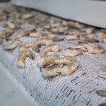 A shrimp-processing line in Vietnam