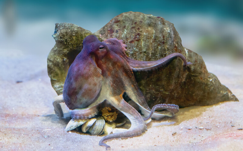 a common octopus