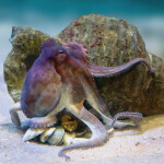 a common octopus