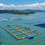 Fish-farming operations off the coast of Xiapu County in Fujian Province