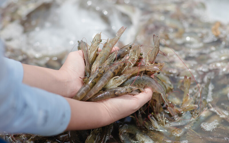 A person with a handful of Pacific white shrimp