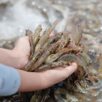 A person with a handful of Pacific white shrimp