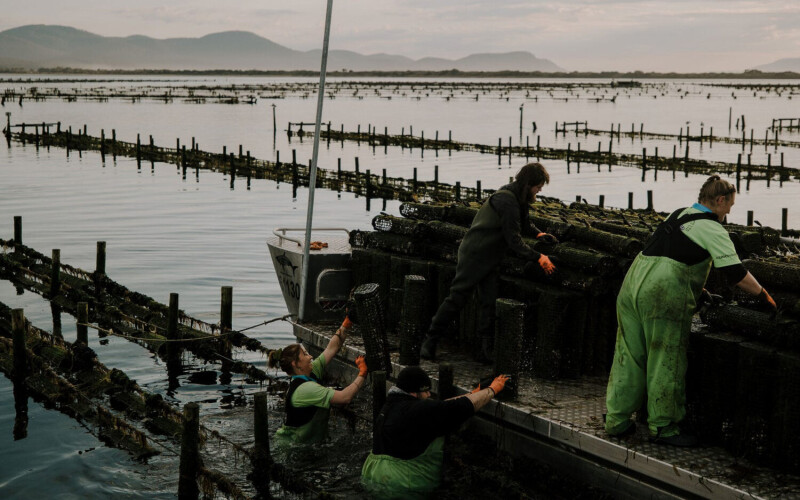 Yumbah Aquaculture has achieved BAP certification for its oyster production, becoming the first oyster producer in Australia to do so