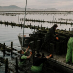 Yumbah Aquaculture has achieved BAP certification for its oyster production, becoming the first oyster producer in Australia to do so