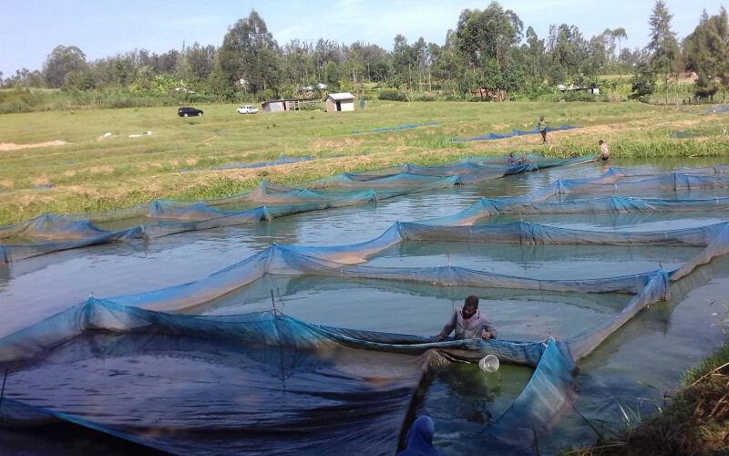 Kenyan fish farmers tending to their tilapia ponds