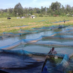 Kenyan fish farmers tending to their tilapia ponds