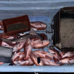 Red snapper and shark seized by the U.S. Coast Guard