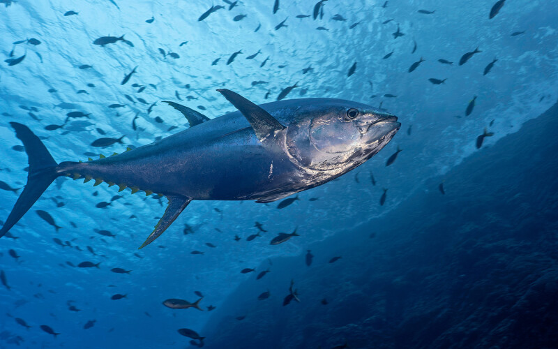 Tuna swimming with other fish