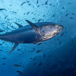 Tuna swimming with other fish