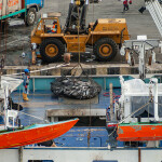 Offloading tuna catch in Manta, Ecuador