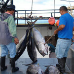 Longline fishers on a tuna vessel