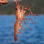 A prawn caught in British Columbia