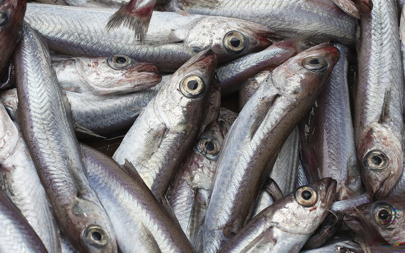 A pile of blue whiting