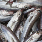 A pile of blue whiting