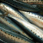 Sardines