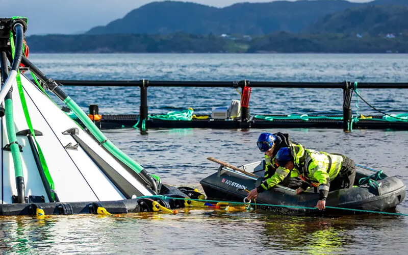 AKVA employees performing maintenance in an aquaculture net pen