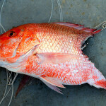 A red snapper bitten in half