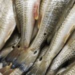 Red drum
