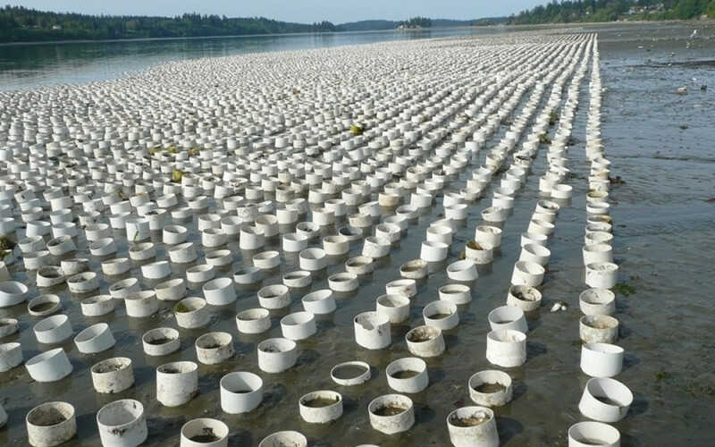 A Washington aquaculture operation