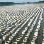 A Washington aquaculture operation