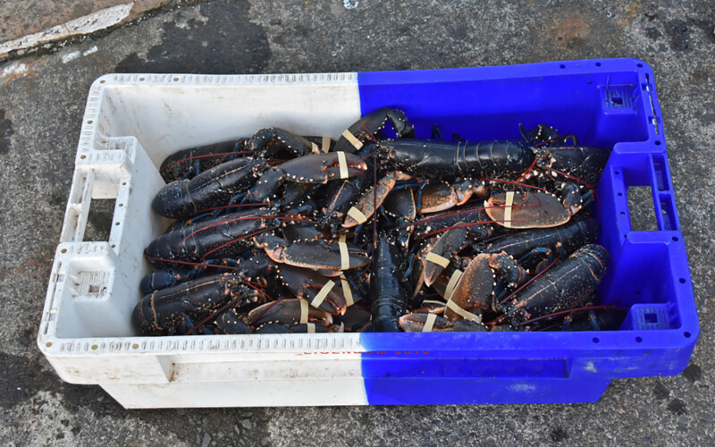 A box full of lobsters caught off of Northumberland County, U.K.