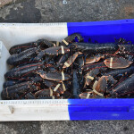 A box full of lobsters caught off of Northumberland County, U.K.