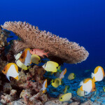 sea life within Papahānaumokuākea National Marine Sanctuary