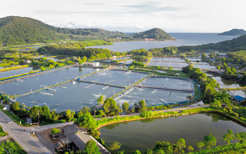 Thai shrimp farm