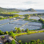 Thai shrimp farm