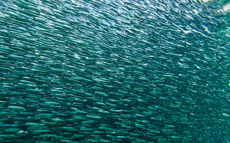 A school of anchovy fishing