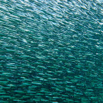 A school of anchovy fishing