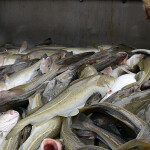 A pile of cod from the Barents Sea