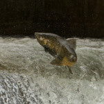 A Chinook salmon